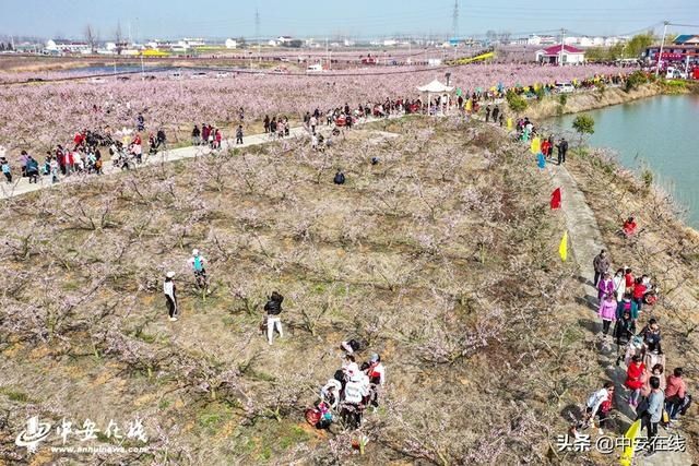 安徽肥东：响导乡万亩桃花喜迎四海宾朋「组图」