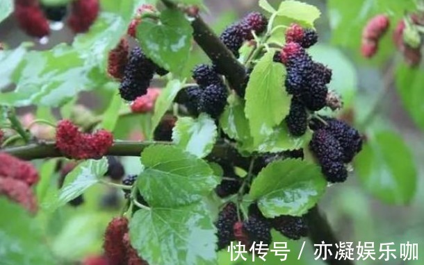 剪枝|桑葚增强免疫力、解中酒毒,农民种植只需掌握四点,收获高产桑葚