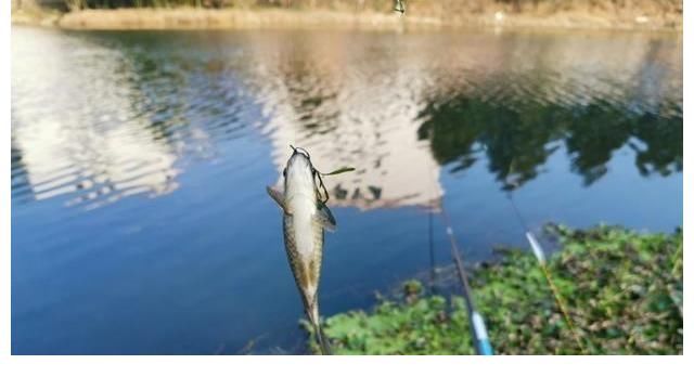 秋季钓鲫鱼的几个要点，光靠饵料没用，得把握天时地利！