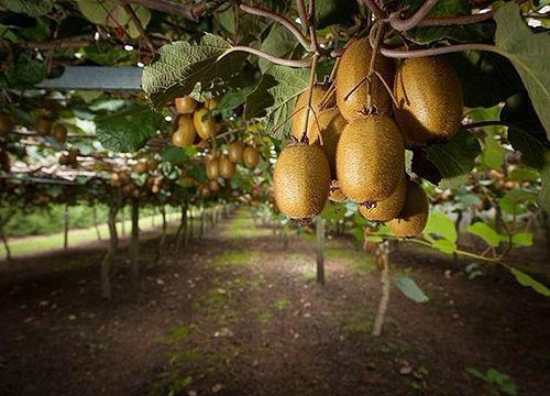 中国特有的一种水果,被老外带到国外后,论个卖给我们