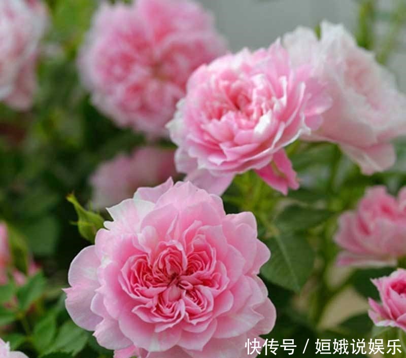 微型|这9种微型的月季花各有各的特点,你喜欢哪一种