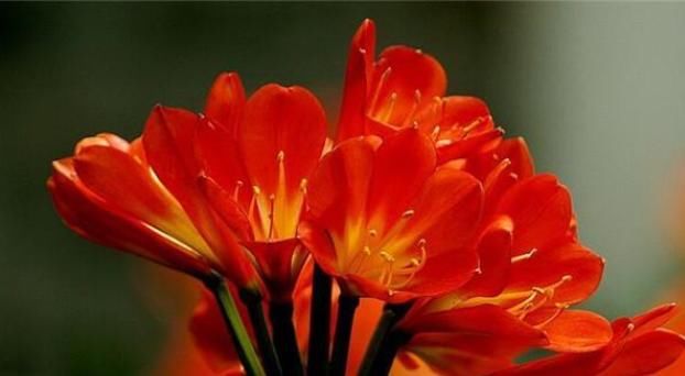  方法|君子兰夹箭，叶子长歪的正确处理方法