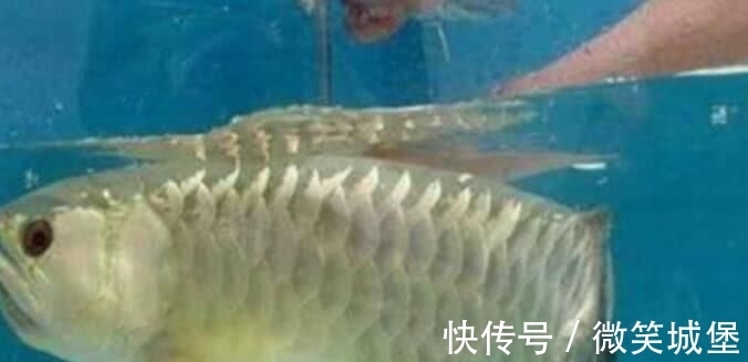 男子8000块买了条金龙鱼,回家扒开嘴巴一看,乐得一夜没睡着