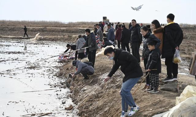 背面|黄河滩成春节游玩打卡地,每天数百人涌入,荒草地被踩成光滑路