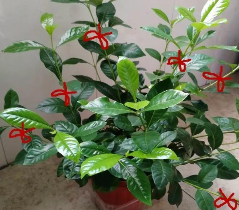 大学问|别小看养花,光修剪就是一门大学问!