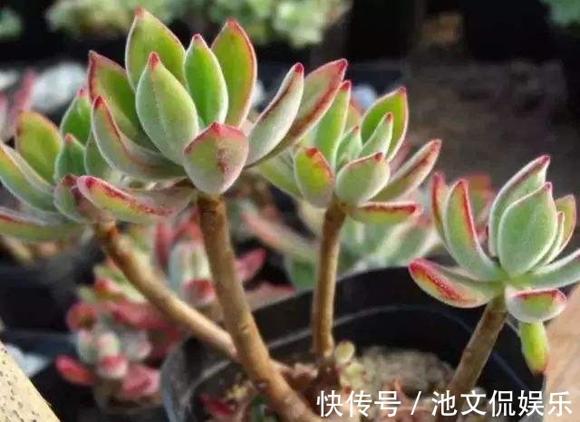 裸根多肉|别光顾着买多肉,盆换不好,怎么养都不活!