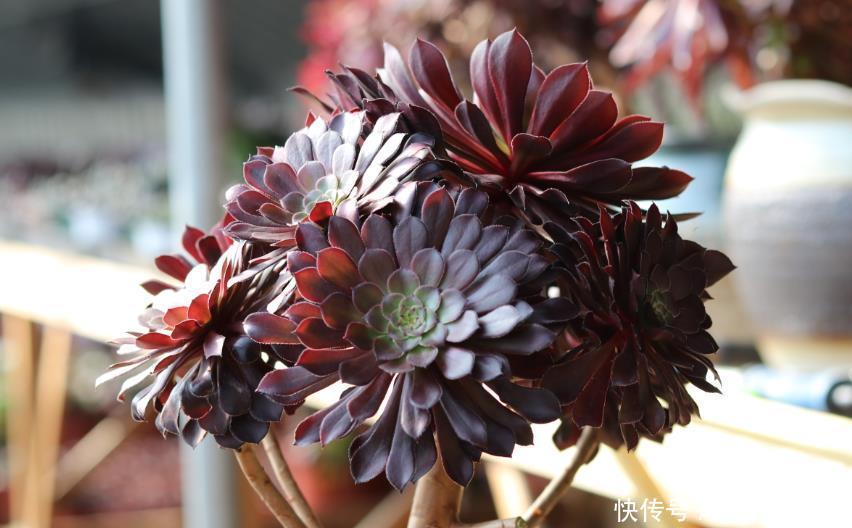 你养的是老桩法师,春季学会3个“操作”,叶片上色快,状态美