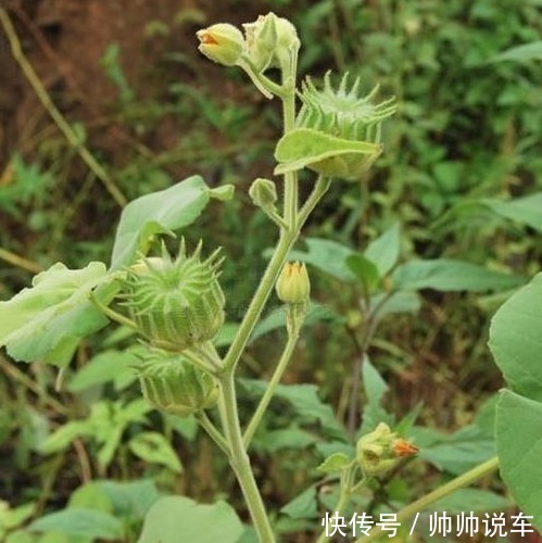 野草|农村田间常见的“害草”,满地都是无人要,现如今能卖钱
