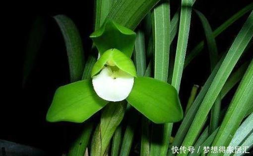 春兰|兰花鉴别春兰、蕙兰傻傻分不清,教您一招,百试百灵