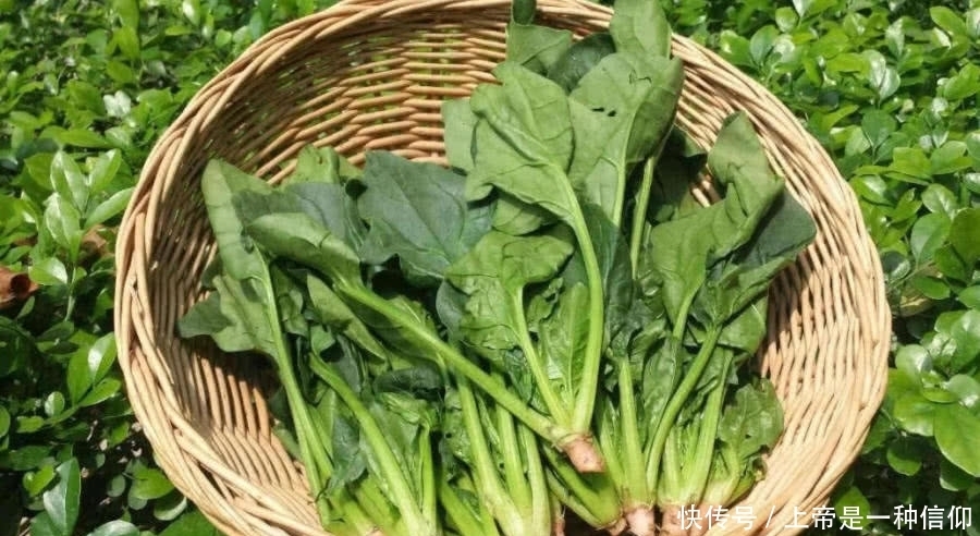 叶酸对孕妇、婴儿有很多好处,这几种蔬菜多吃点,叶酸含量丰富!