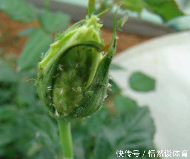 5种“药”，过期也不要扔，兑水浇花，保花不生“虫和病”