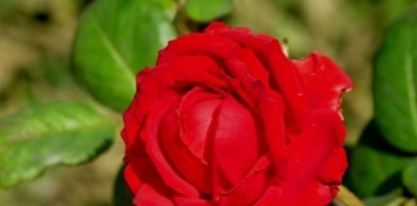 孝顺|出生在以下时辰的孩子,个个“文曲星”,孝顺懂事,长大有出息