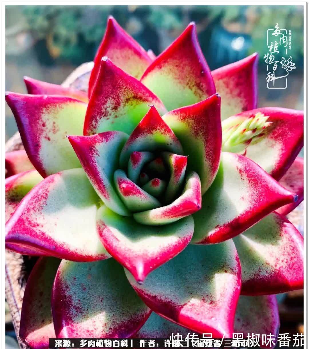 尖尖|养多肉两年,美丽与赏心悦目并存!