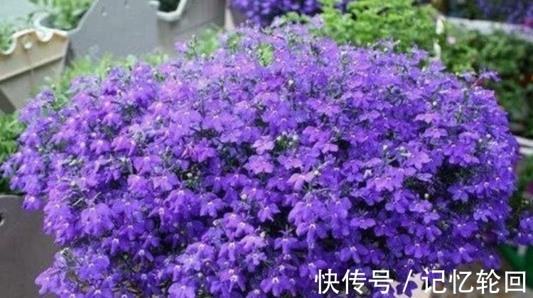 六倍利六倍利|如此漂亮的“4种花”,花朵大花期长,比牡丹还美,年年开花美翻