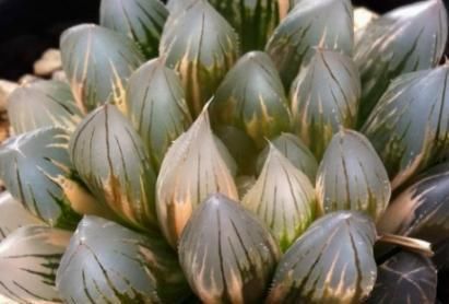 多肉怎么不红呢?