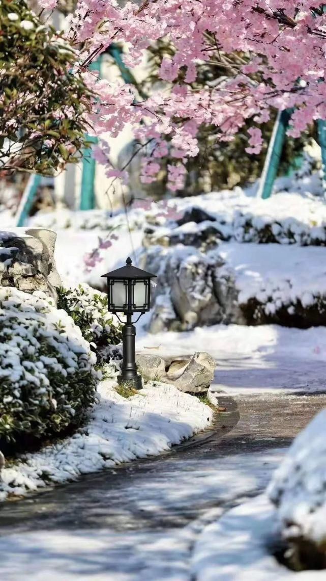 一场雪，美了齐鲁，醉了酒地！