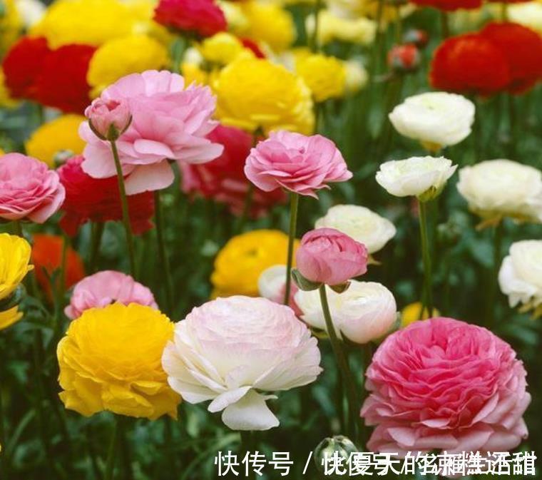 植株|秋天养花,首选4种花,花期长、颜值高,晒晒太阳开花一茬又一茬