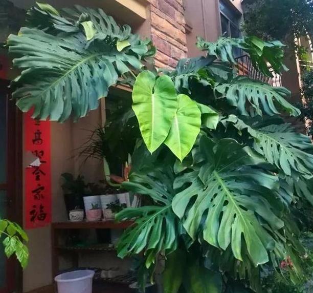 盆栽花草就追加自制肥,乐趣多、好处多,对土质、植物都有益