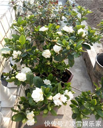 缓苗期|学会以下几招,栀子花不黄叶不掉蕾,花开满了整个枝头!