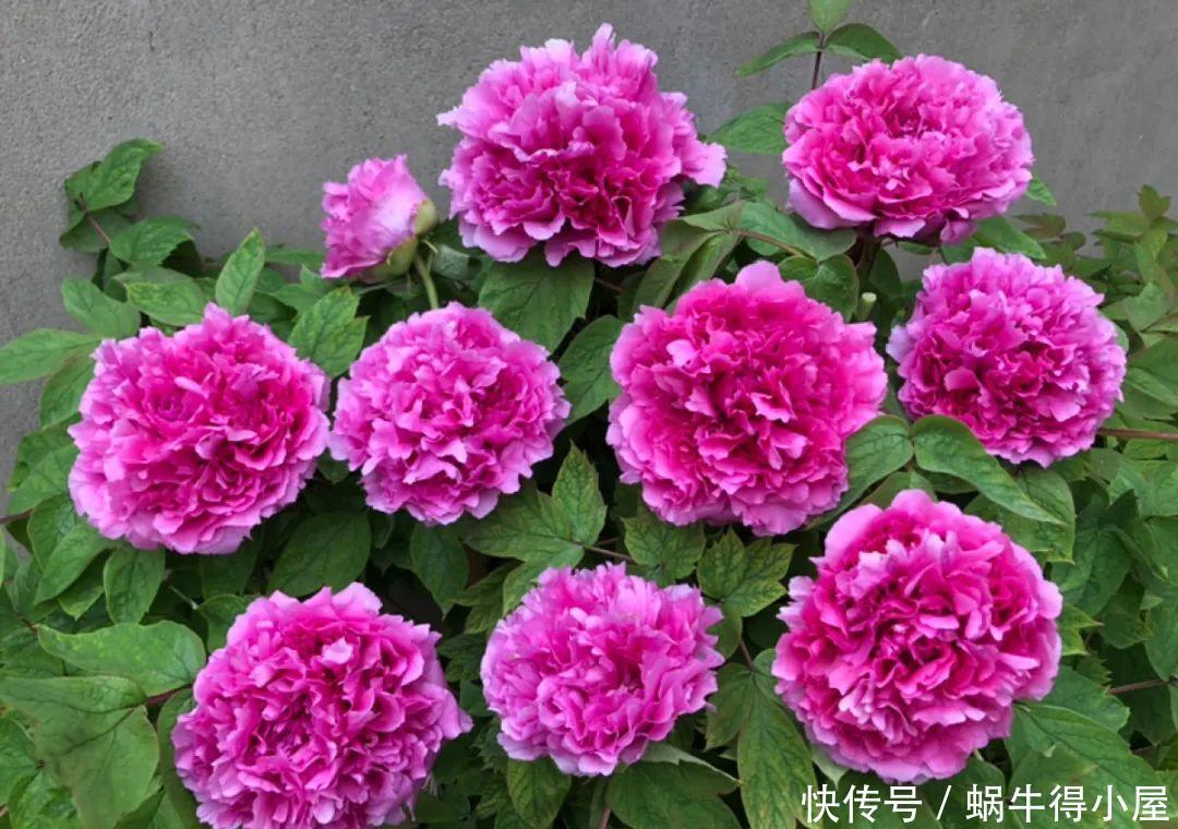 牡丹|这现在不能换盆的花,土一松就没命,白养大半年