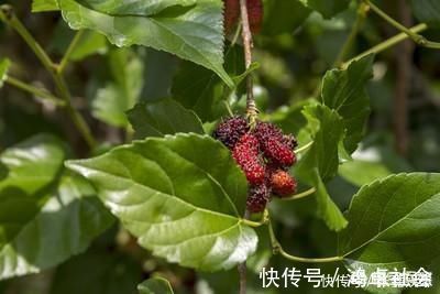 桑叶|为什么现在有些人开始吃桑叶了,吃这个东西什么用