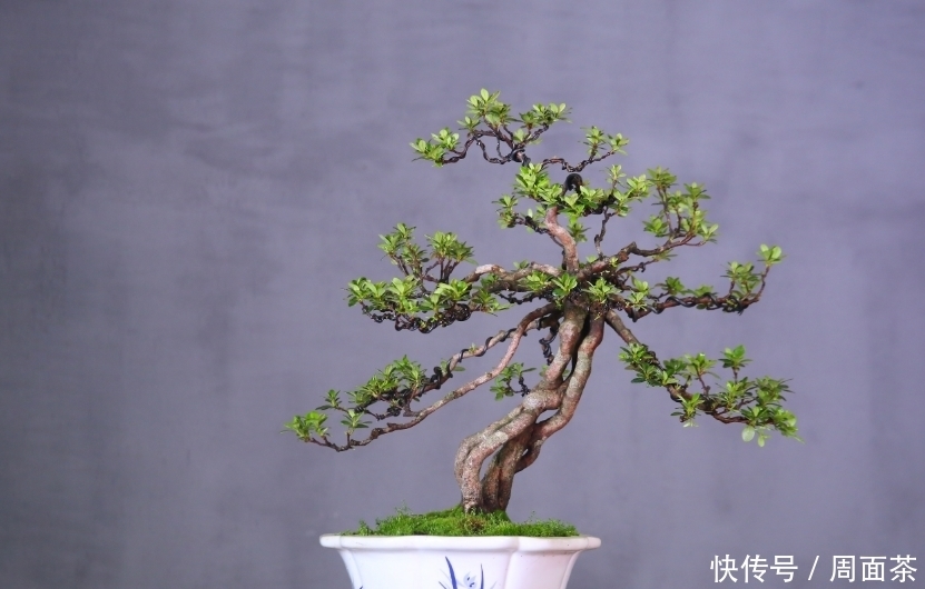 罗汉松|中国盆景欣赏,园艺大师经过几十年的精心打理,感受盆景独特的美