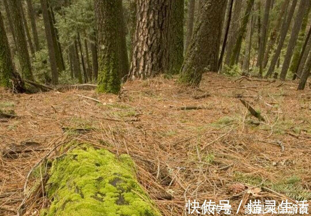 松树有2宝,松果壳、松针,带回家养花,效果比花肥强