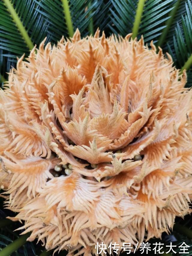 橡皮树也能开花？听说开花有好兆头，真是长见识了