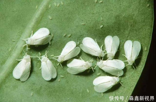 养花时很容易出现的6种病虫害,蚜虫、介壳虫和红蜘蛛都要可清除