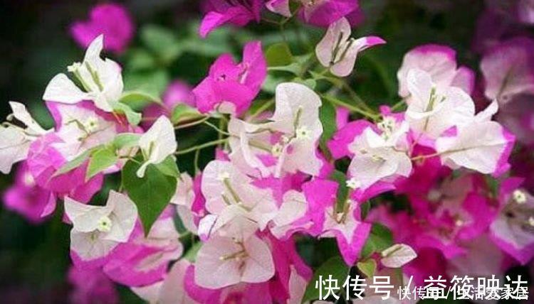 龙沙|最适合新手养的5种花，沾土就能活，花量大不操心，越养越喜欢