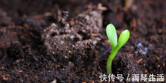 养花最怕4种土,半年变空盆,要是用这些土种花,赶紧换