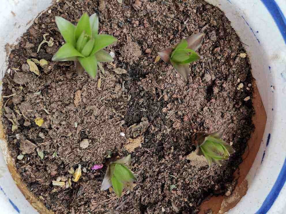 换盆之后的土,掺上一点“小东西”,土壤肥得流油