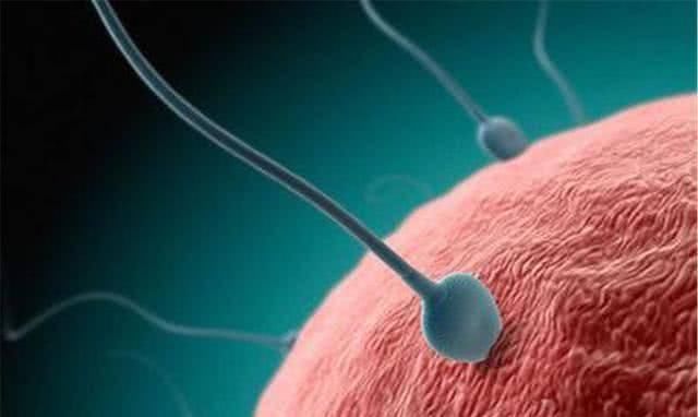 成功|卵子受孕成功时,女性大多是这“感受”,别害羞