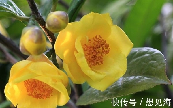 此花是“植物界的大熊猫”,开花时耀眼夺目,象征着谦虚的自然美