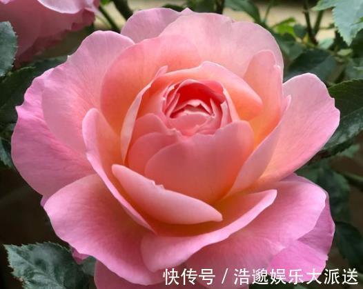 什么果皮水、淘米水都不如“1勺它”,养花没异味,养分充足!