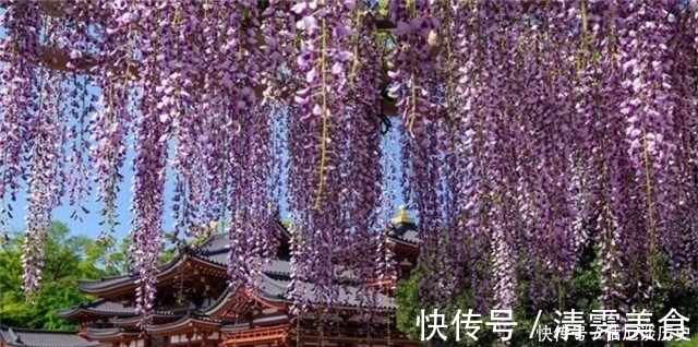 春暮|紫藤古诗七首:绶花空结紫藤高,紫藤花落午微风