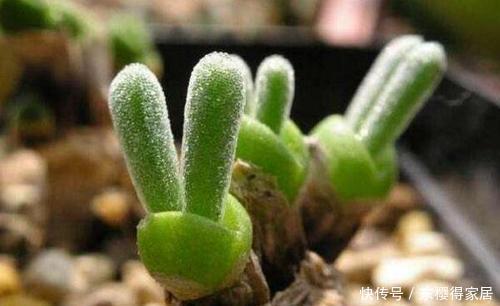 4种漂亮多肉，怕冷难过冬，新手要慎选，来年开春再养也不迟！