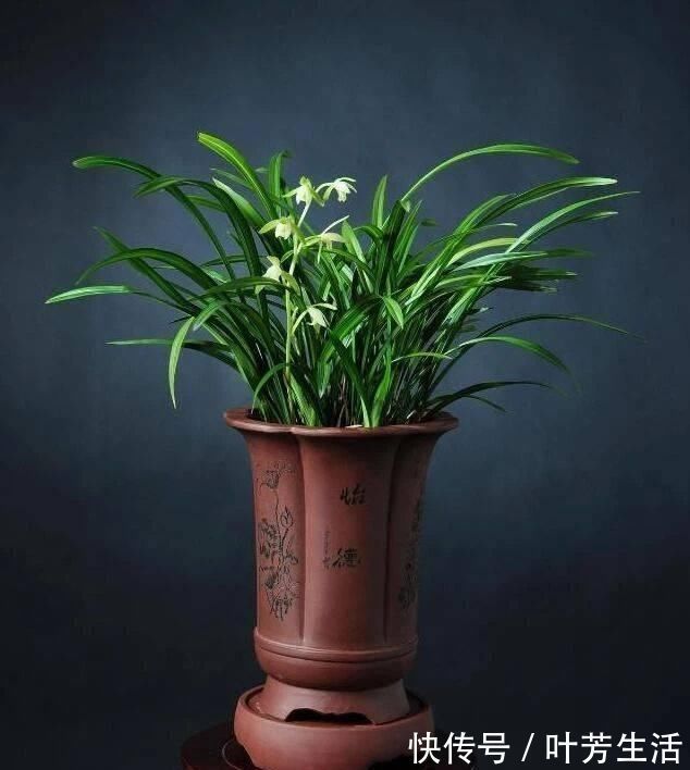 根系|花盆里埋点“它”，不烂根，不黄叶，杀菌消毒还透气，根壮花还旺