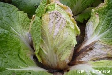 良方|天然“止咳药”发现了,家家厨房都有的特效药,治疗感冒,防咳嗽