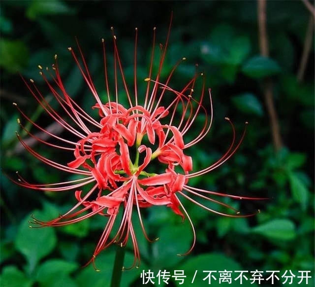 最有传奇意义的一种花草,它亦正亦邪,被称为邪恶与神圣的象征