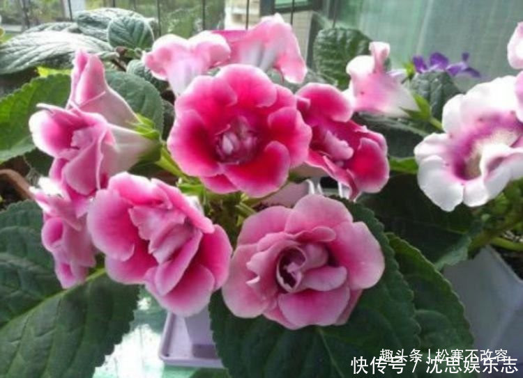 几种花养了就爆盆,好养易活开花漂亮,越不浇水越爆盆