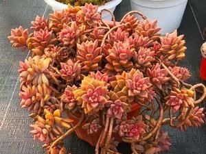 养多肉姬胧月,了解掌握3个技巧,1年长成悬崖老桩