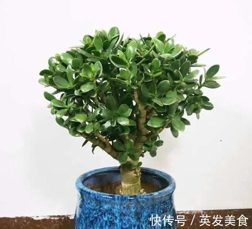 浇水|最适合懒人养的5种花，省心又好养，偶尔浇浇水就可以活