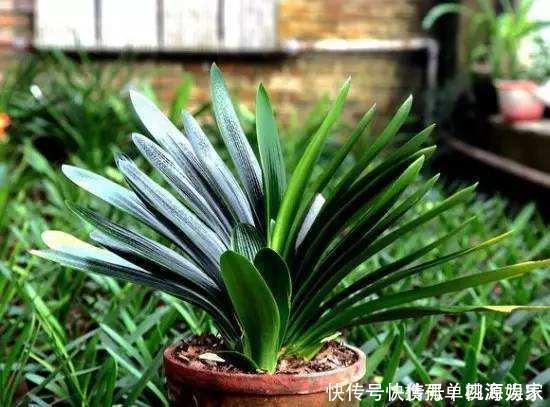 叶片|君子兰,不长叶子,不开花用上1个狠招,俩月花箭窜出来