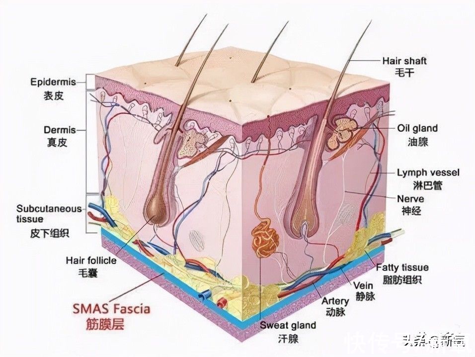 美修斯|比胶原蛋白流失更残酷的，是每年以2%速度消失的肌肉