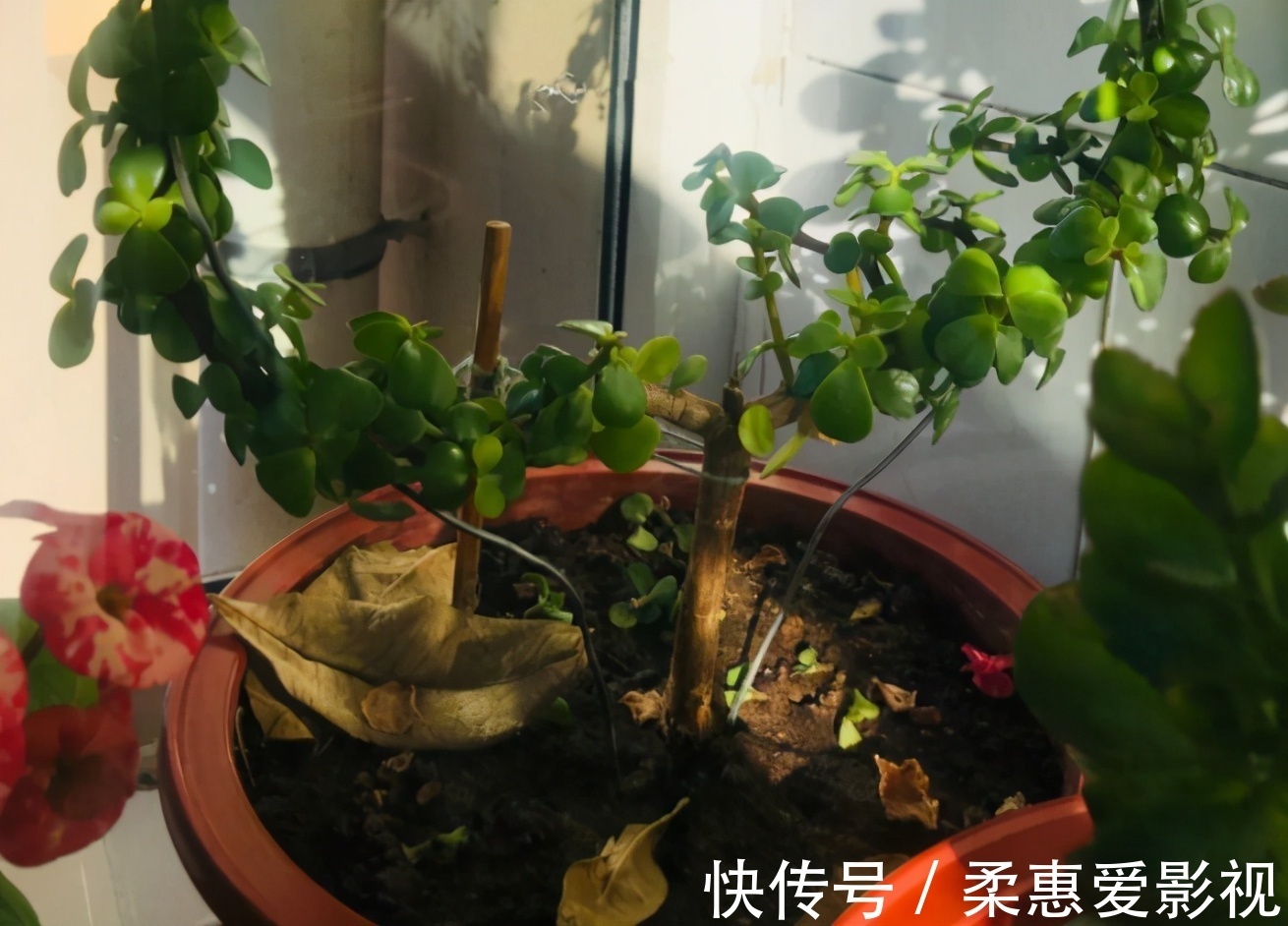 巧用筷子养花,知道该用在什么地方吗?此3处有迹可循