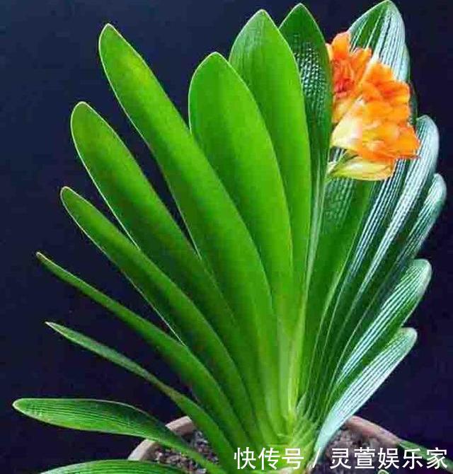 比例|养花施肥“老三样”,掐准时间,看准比例,养一盆爆一盆