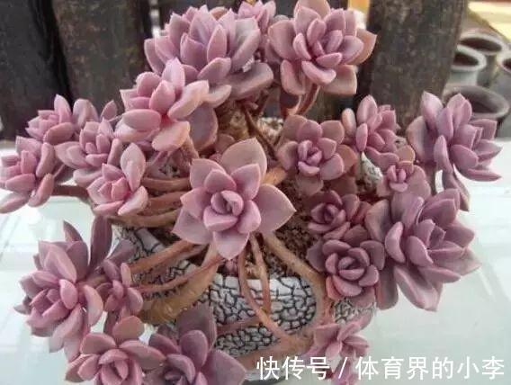 几块钱的小苗,邻居1年养成老桩,给1000块都不卖