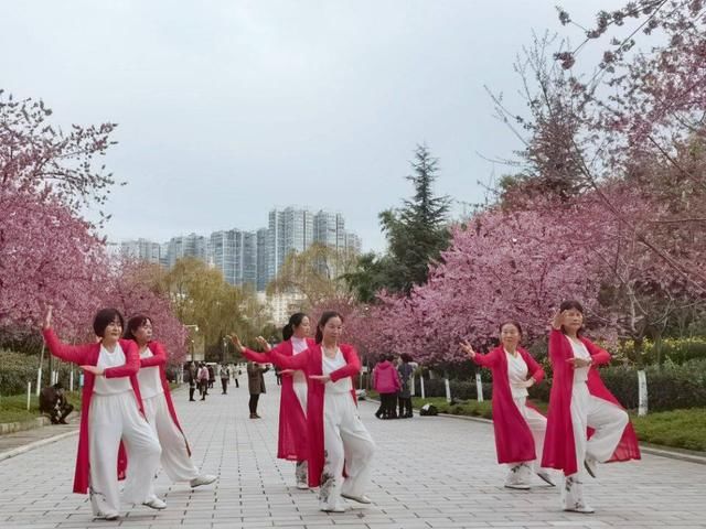 民族服装|周末又添好去处！白石江公园冬樱花已竞相绽放