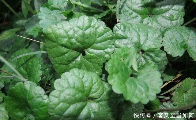 秋季|农村这种野草从春季到秋季都可以采集,晒干即可入药